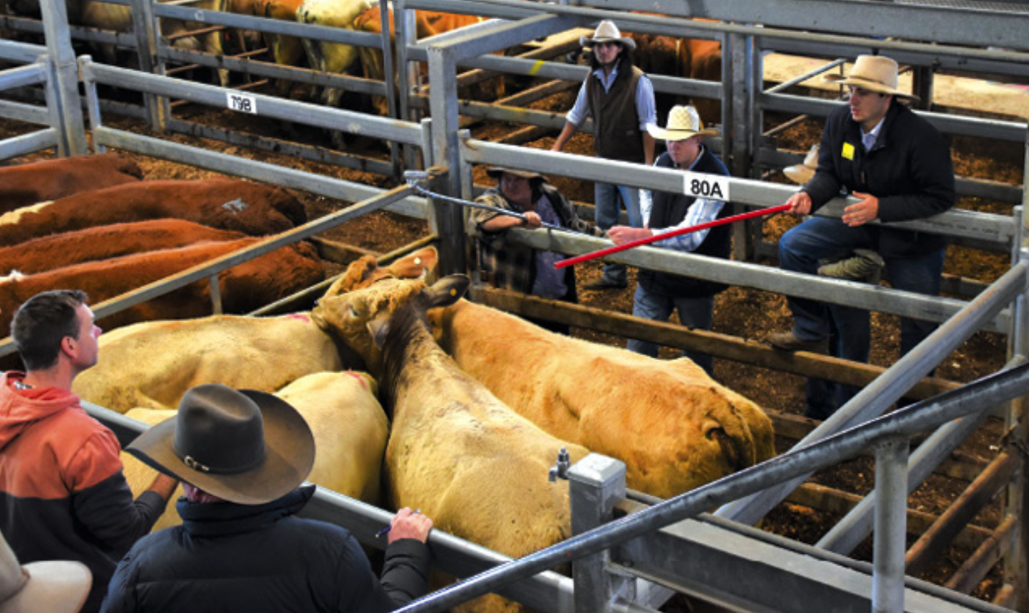 Richmond River Independent - cattle sales