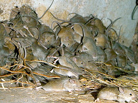 Mouse plague