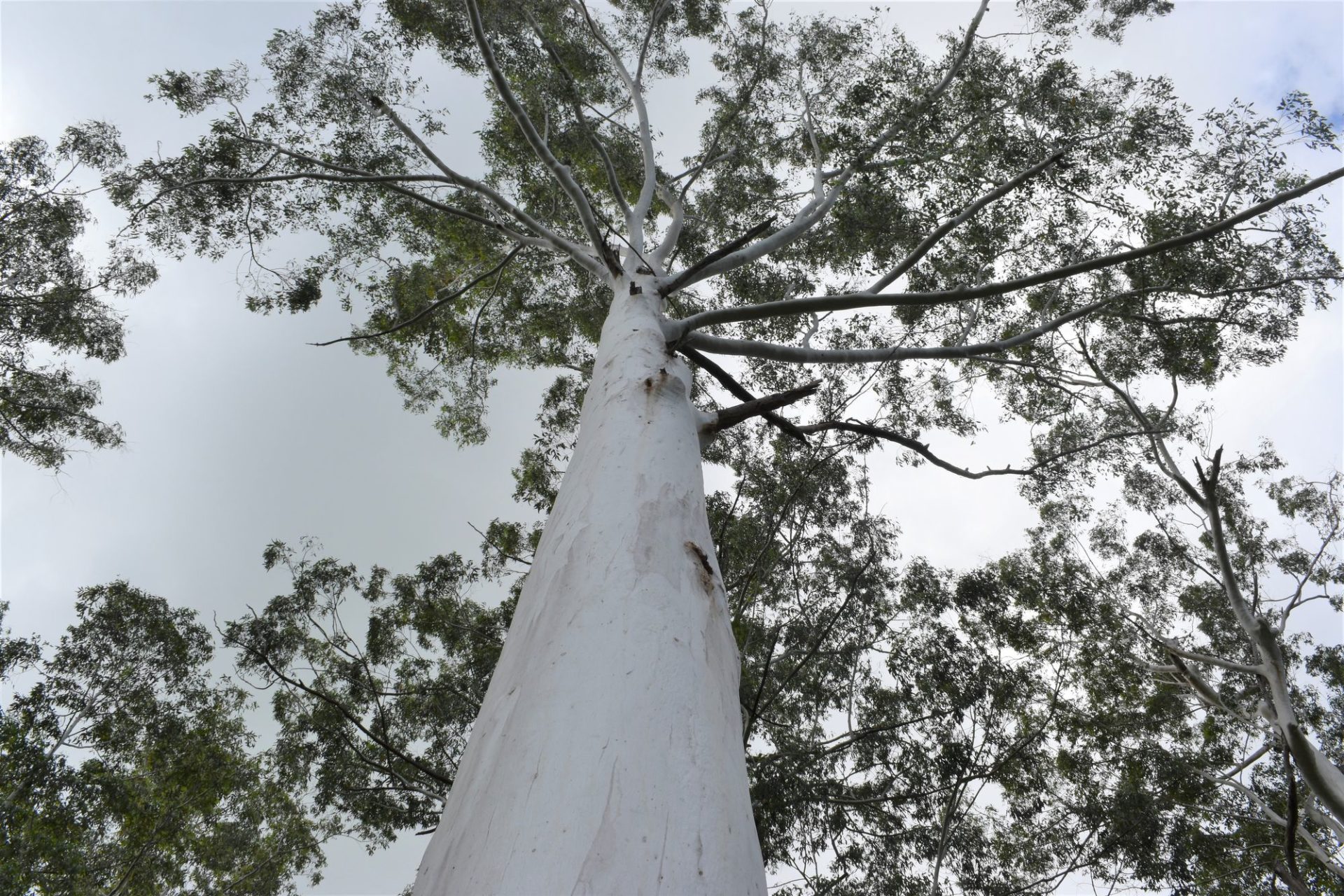 Tall gums stretch to the sky