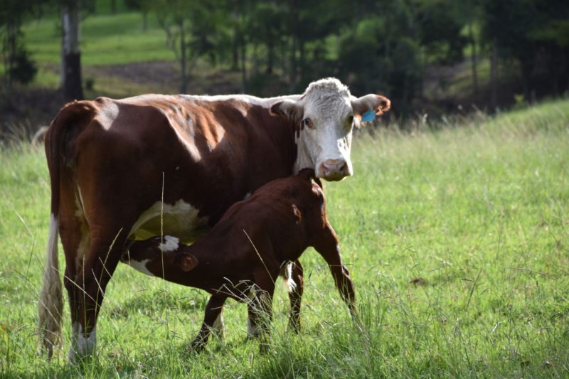 Calf feeding