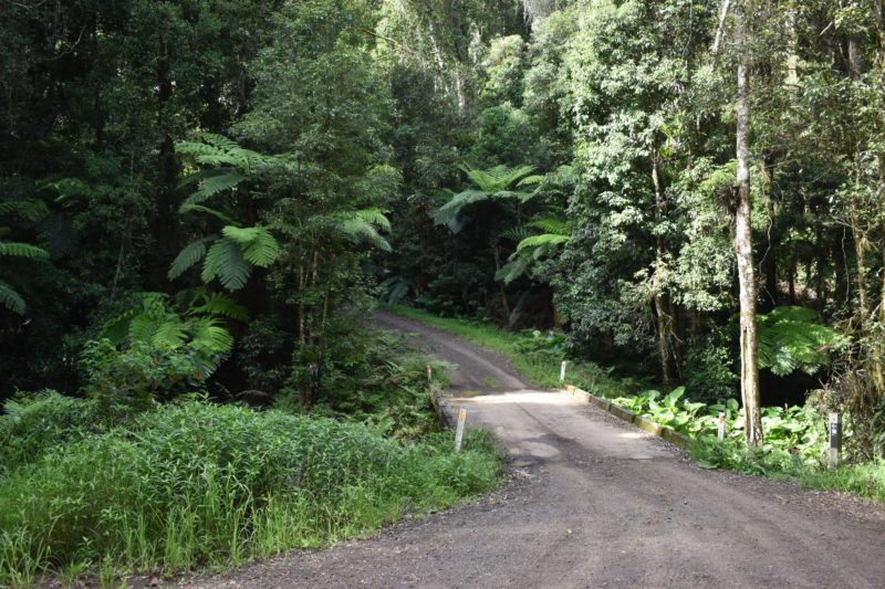 Rainforest