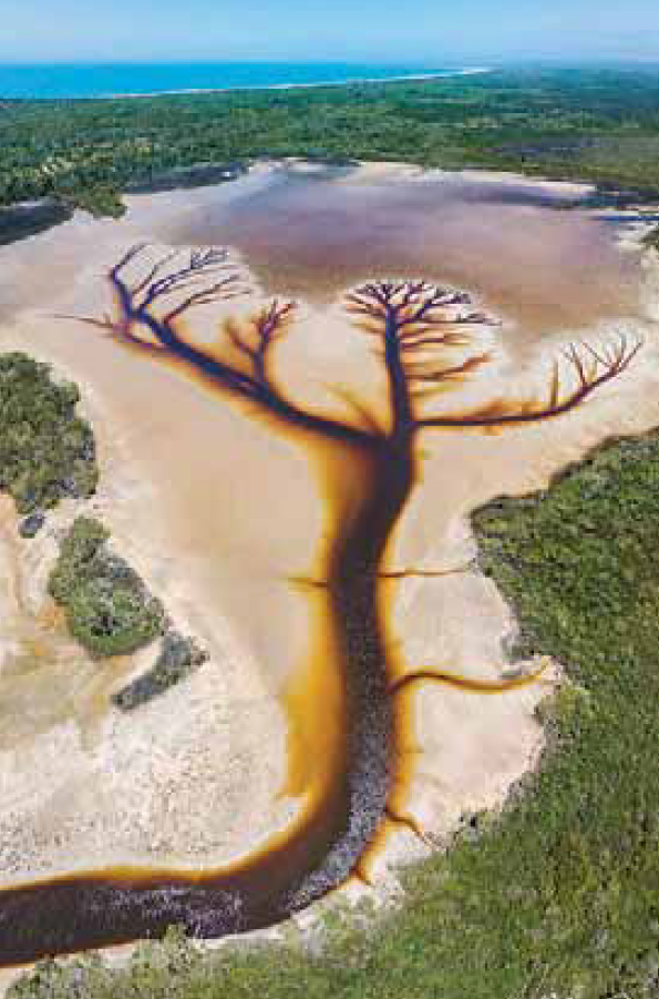 Derry Moroney's Tree of Life 1