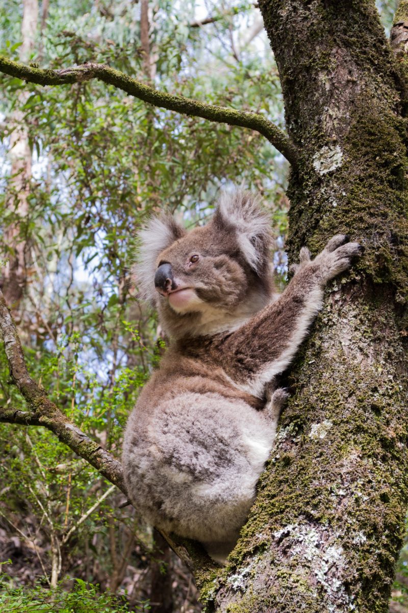 Koala