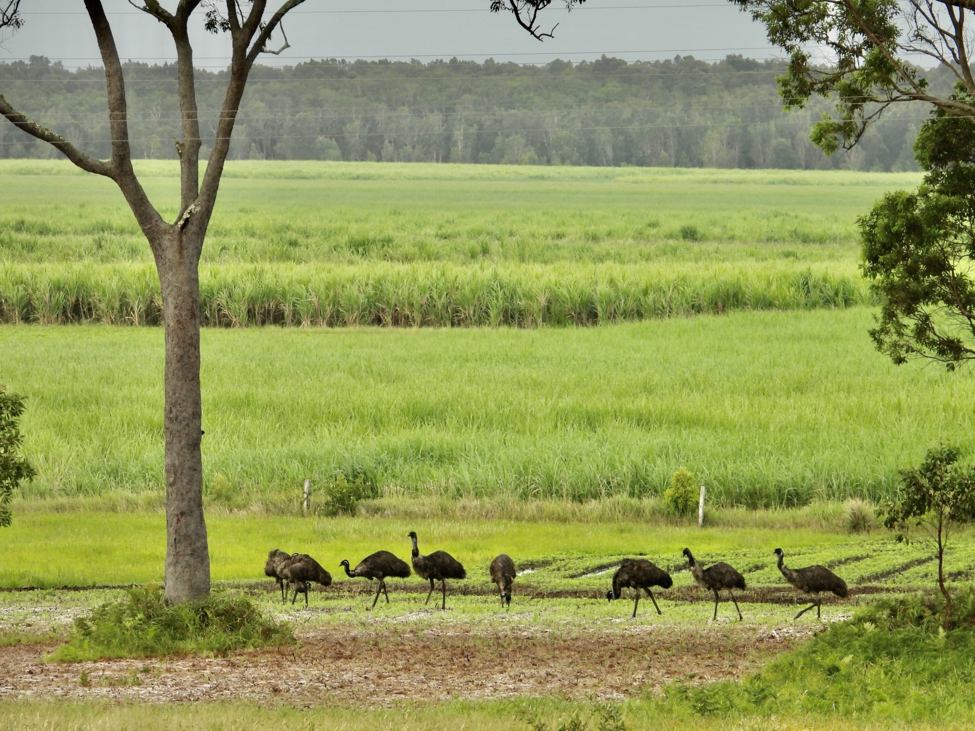 Emus in paddock