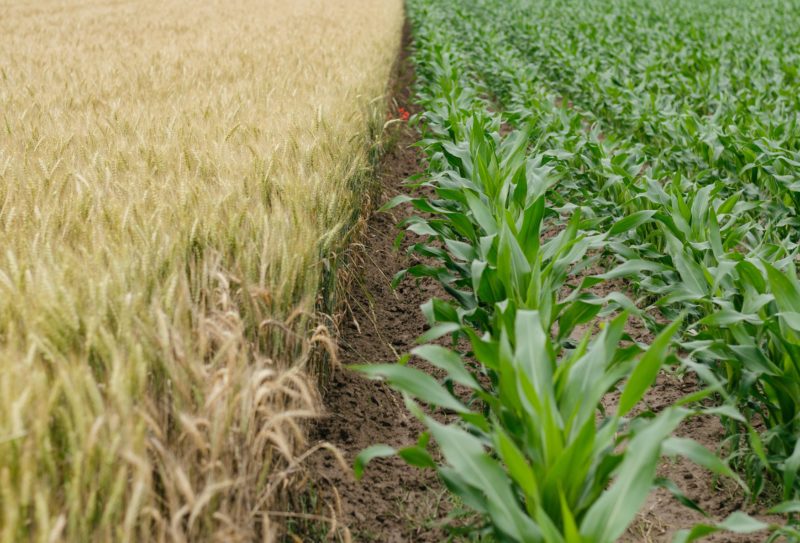 Green and yellow corn