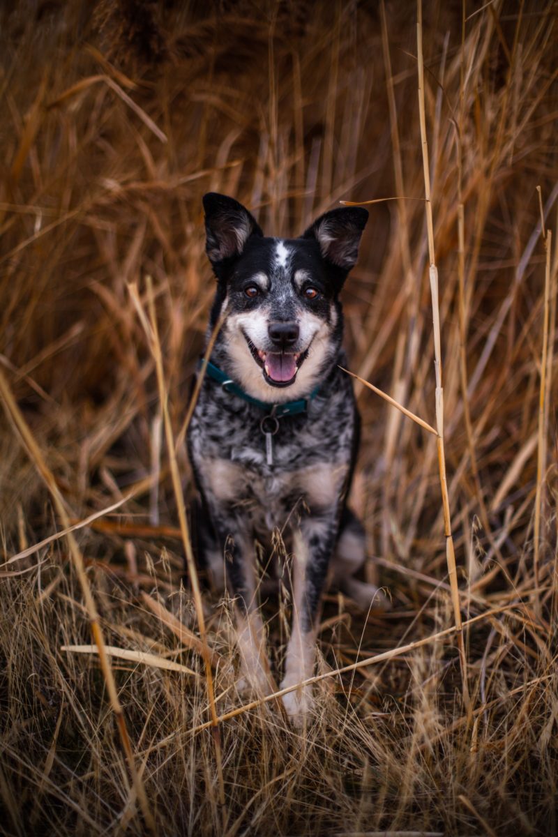 Cattle dog