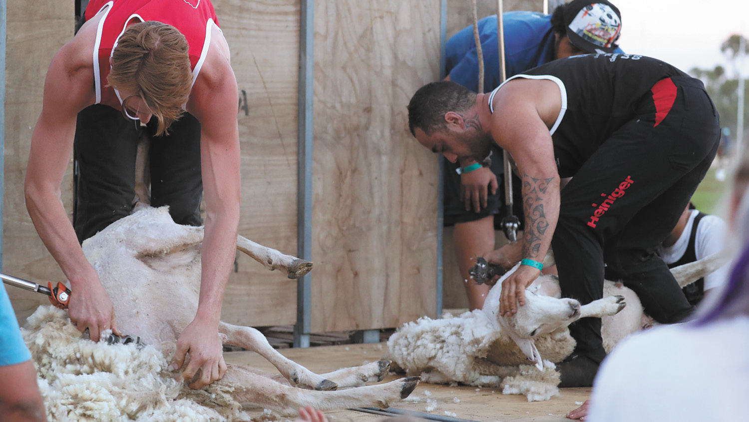 Wakool Show shearing