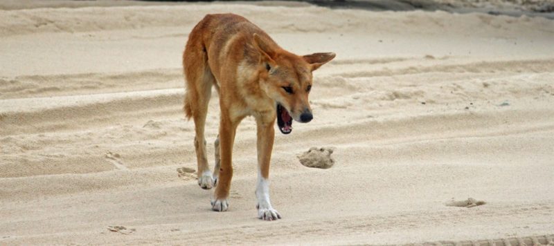 Dingo on the beach
