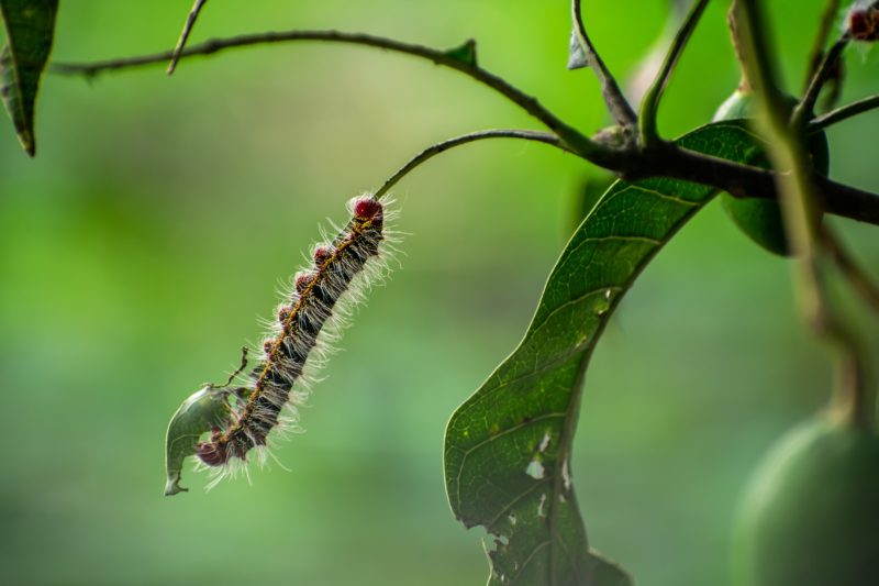 Caterpillar