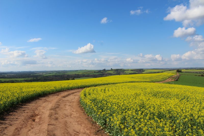 Canola