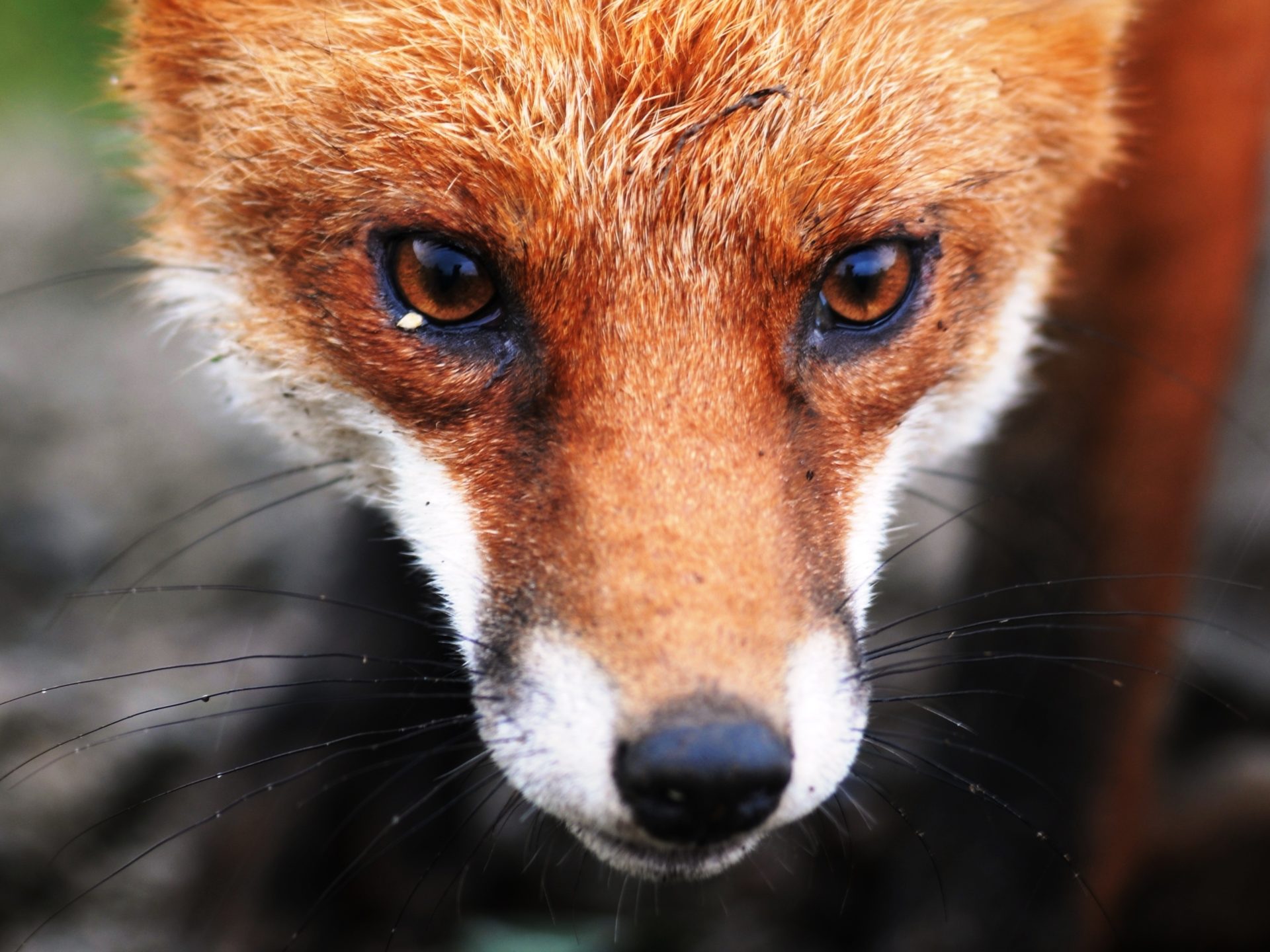 Red fox