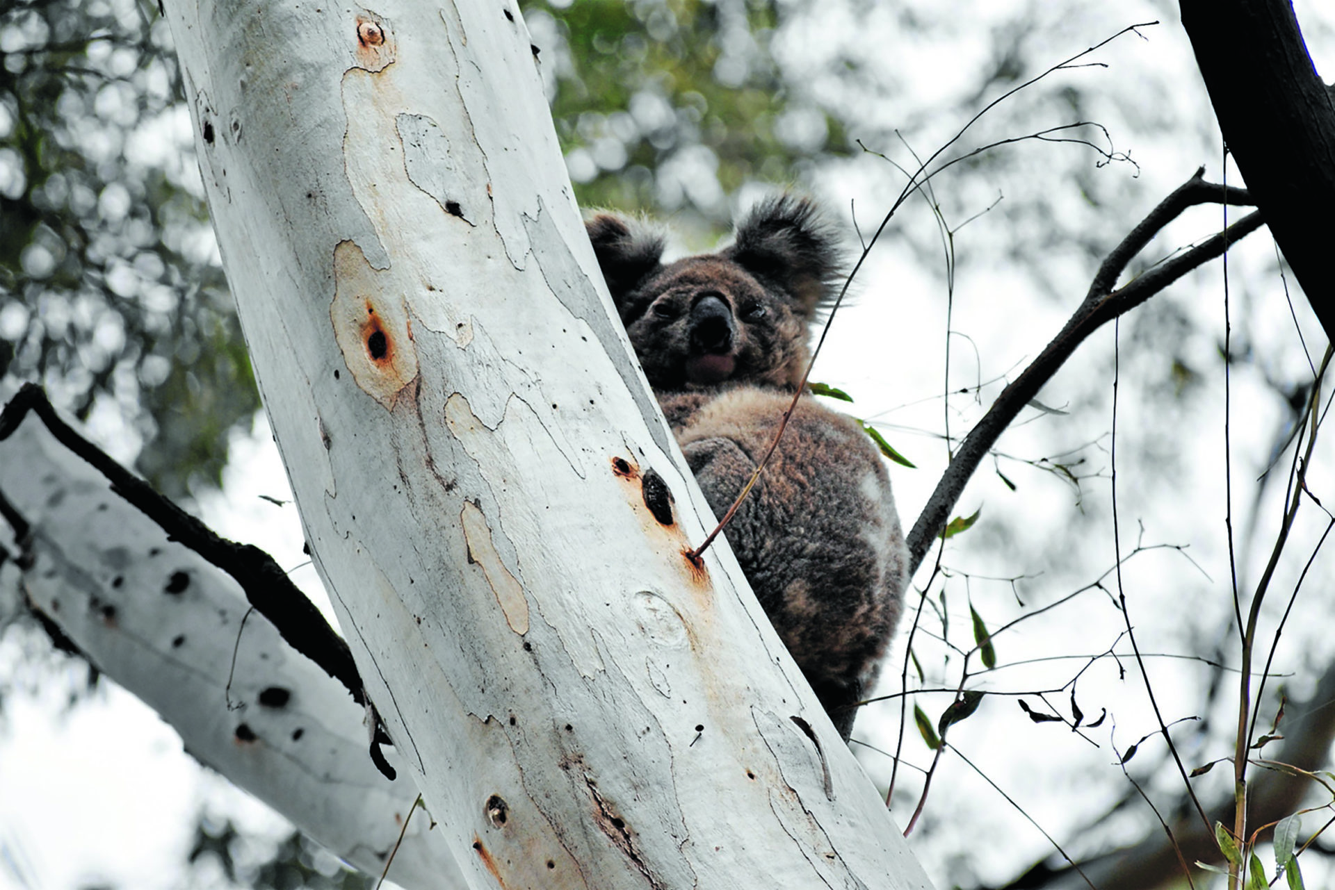 Koala in a gum tree