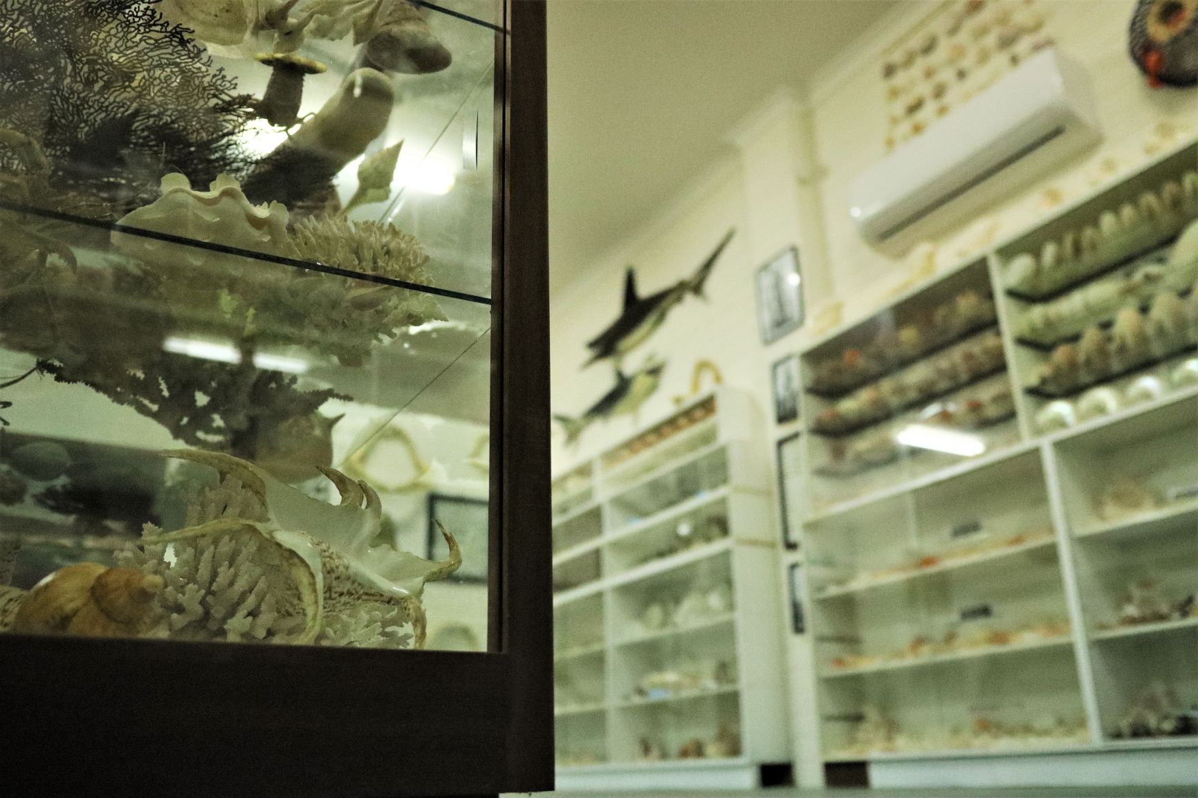 Shell Museum