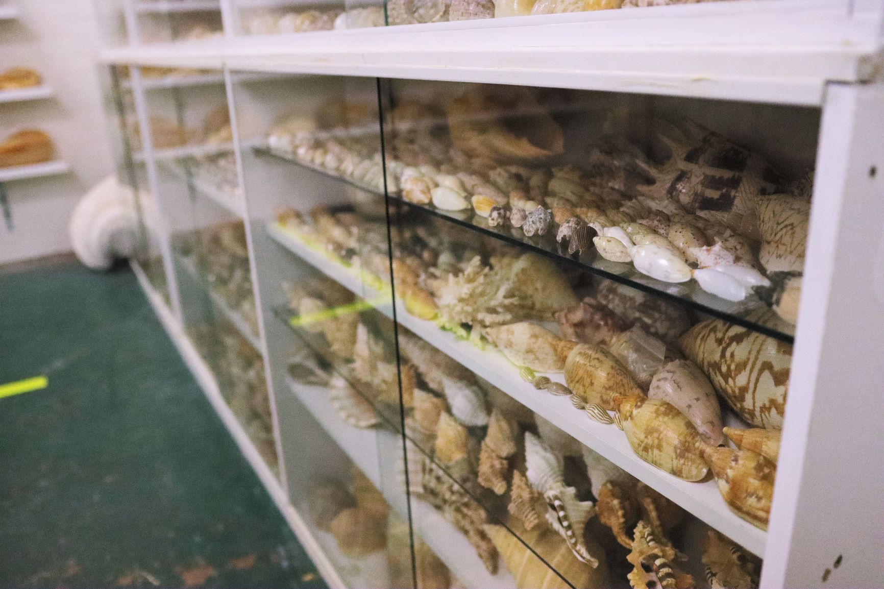 Shell Museum
