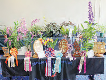 Orchid Show Table of Champions