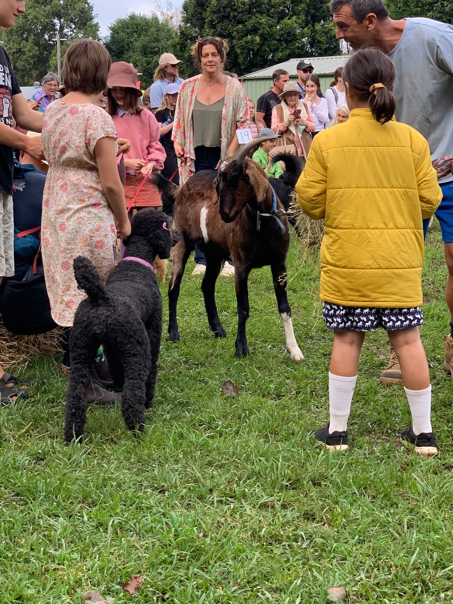 Poodle meets goat at the Mongrel Dog Show