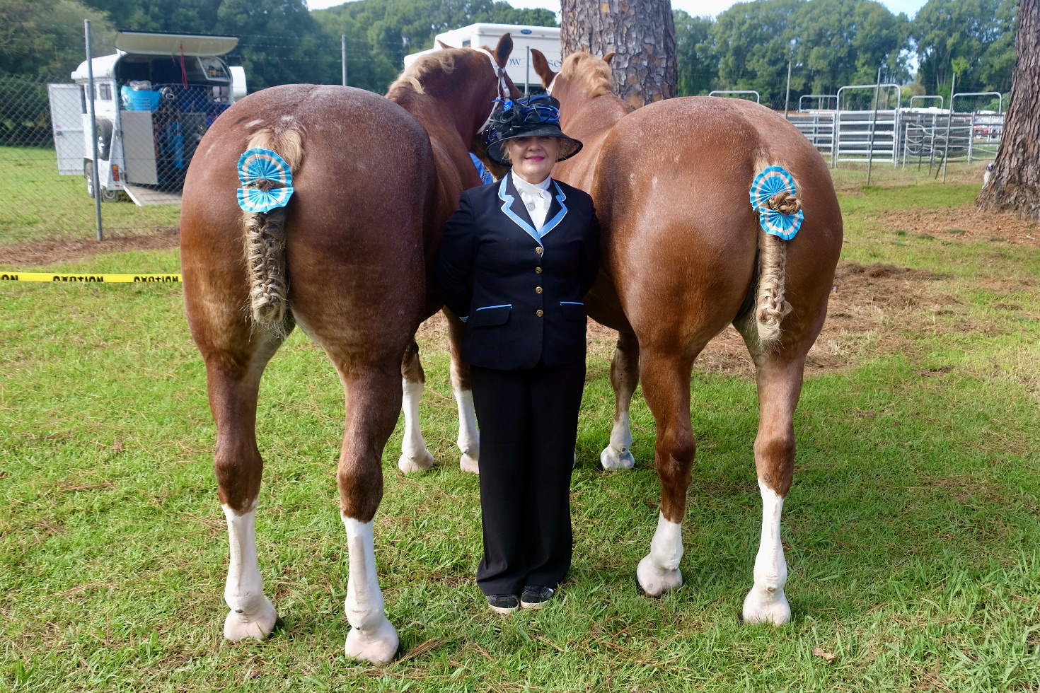 Dressed draft horses