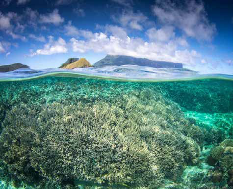 Undescribed species of staghorn coral