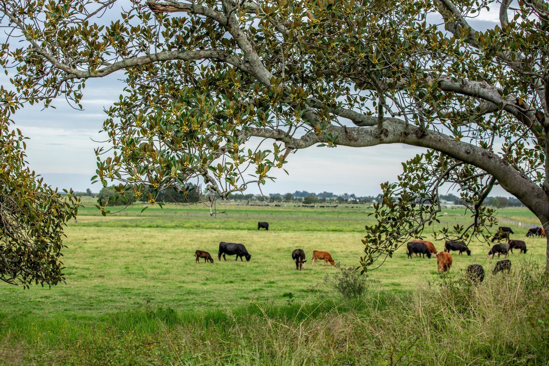 Cattle in field