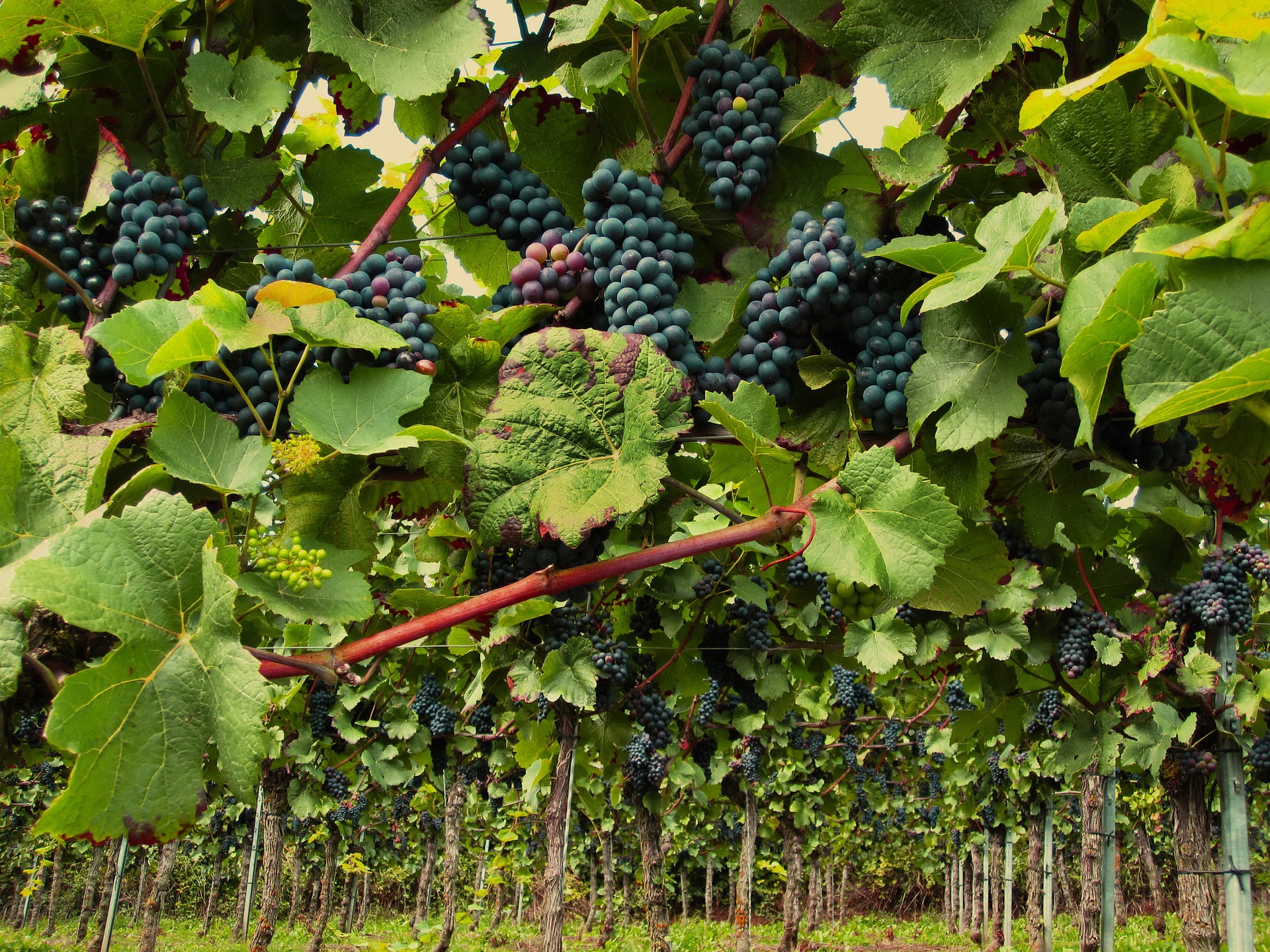 Pinot noir grape vines