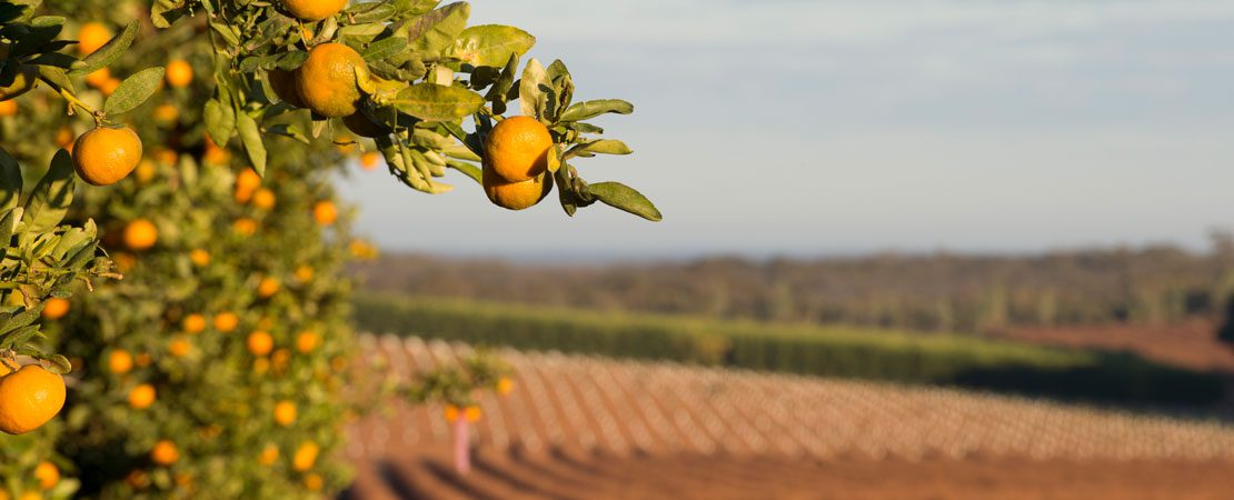Orange trees