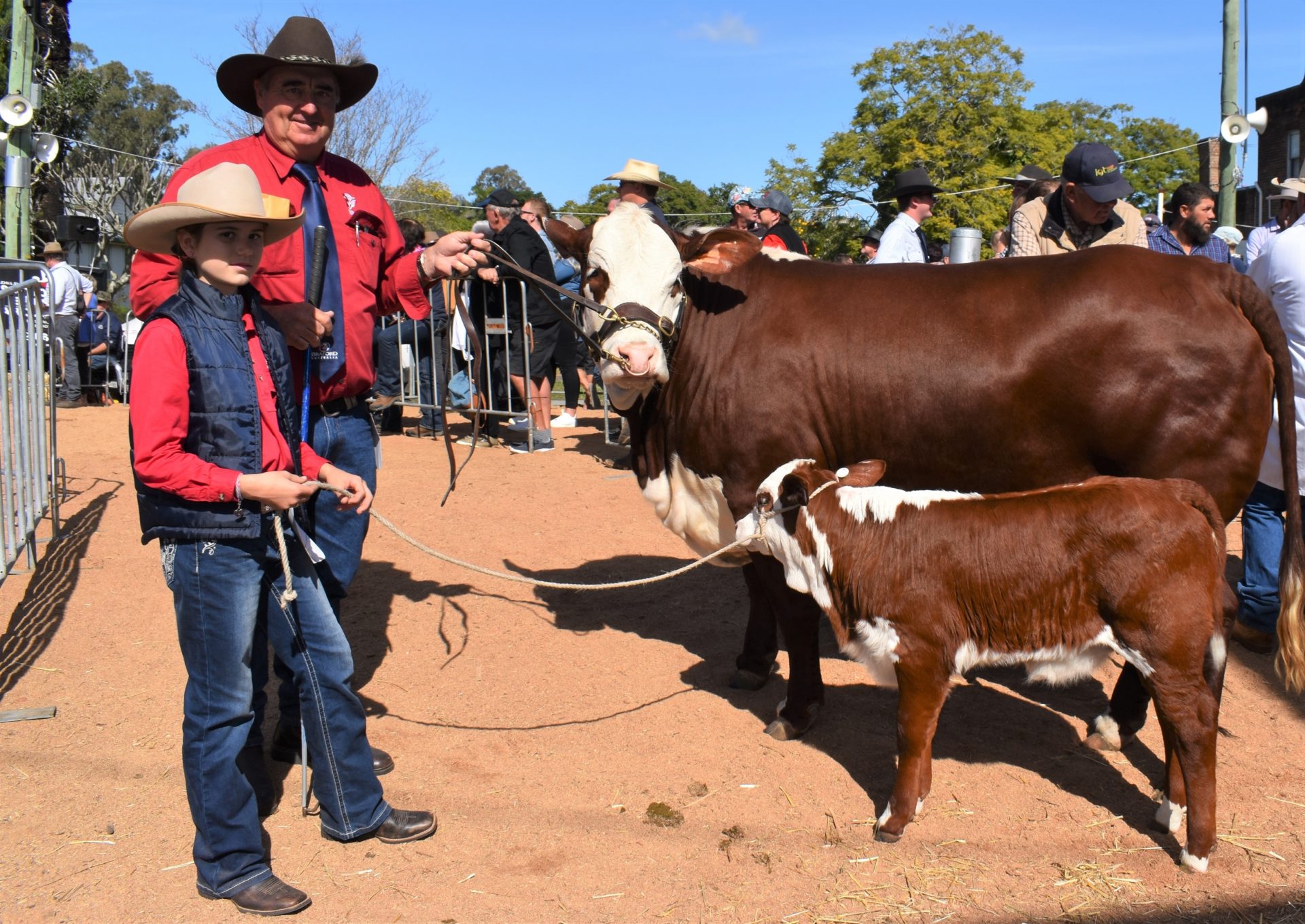 Little Valley Brafords