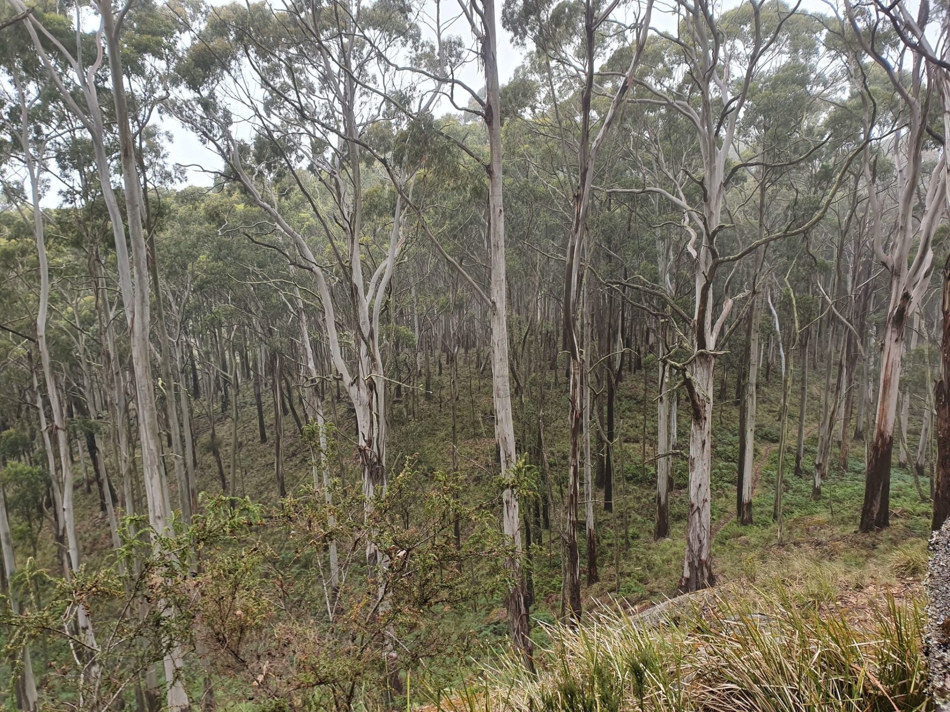 Mt Cole State Forest