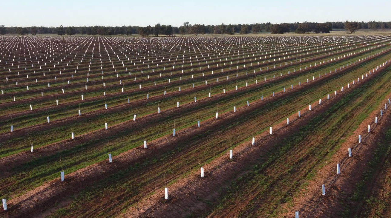 Primewest almonf orchard