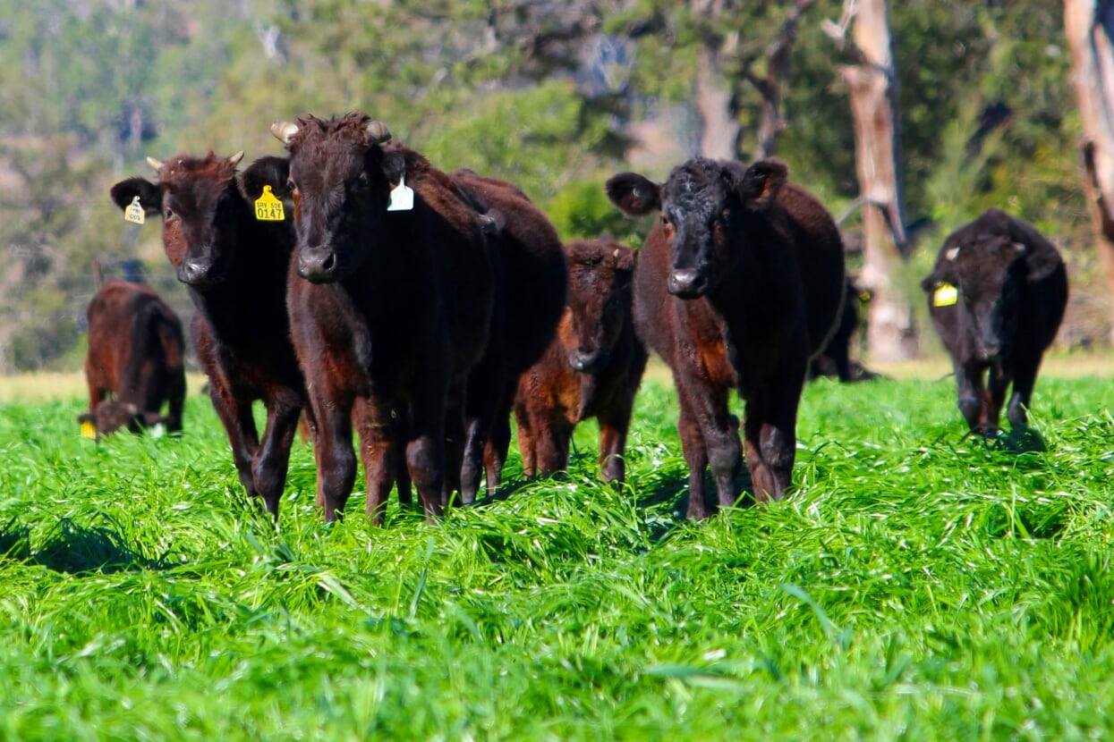 Shamrock Vale Station