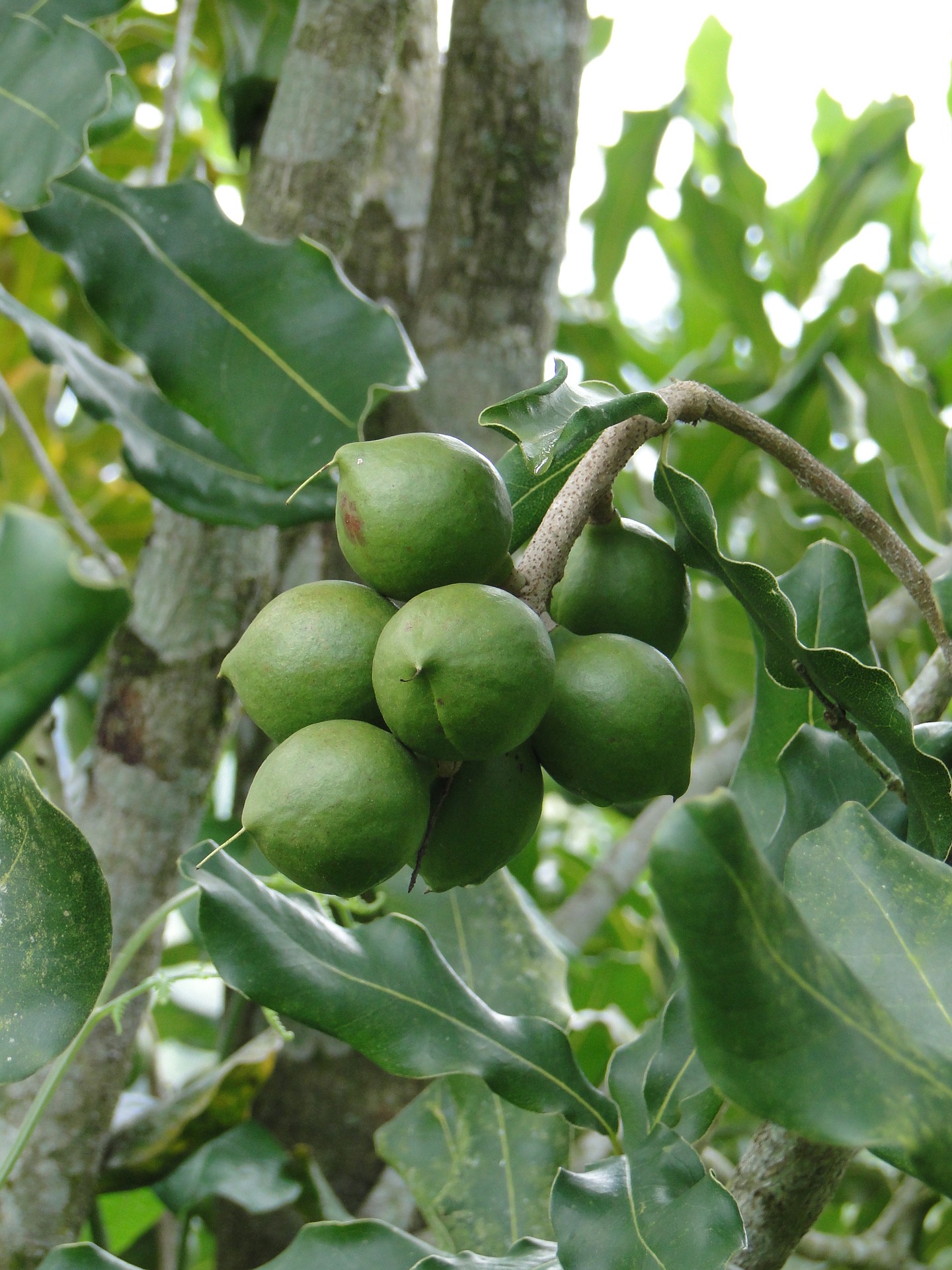 Queensland nuts