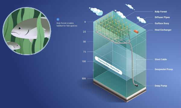Seaweed farming