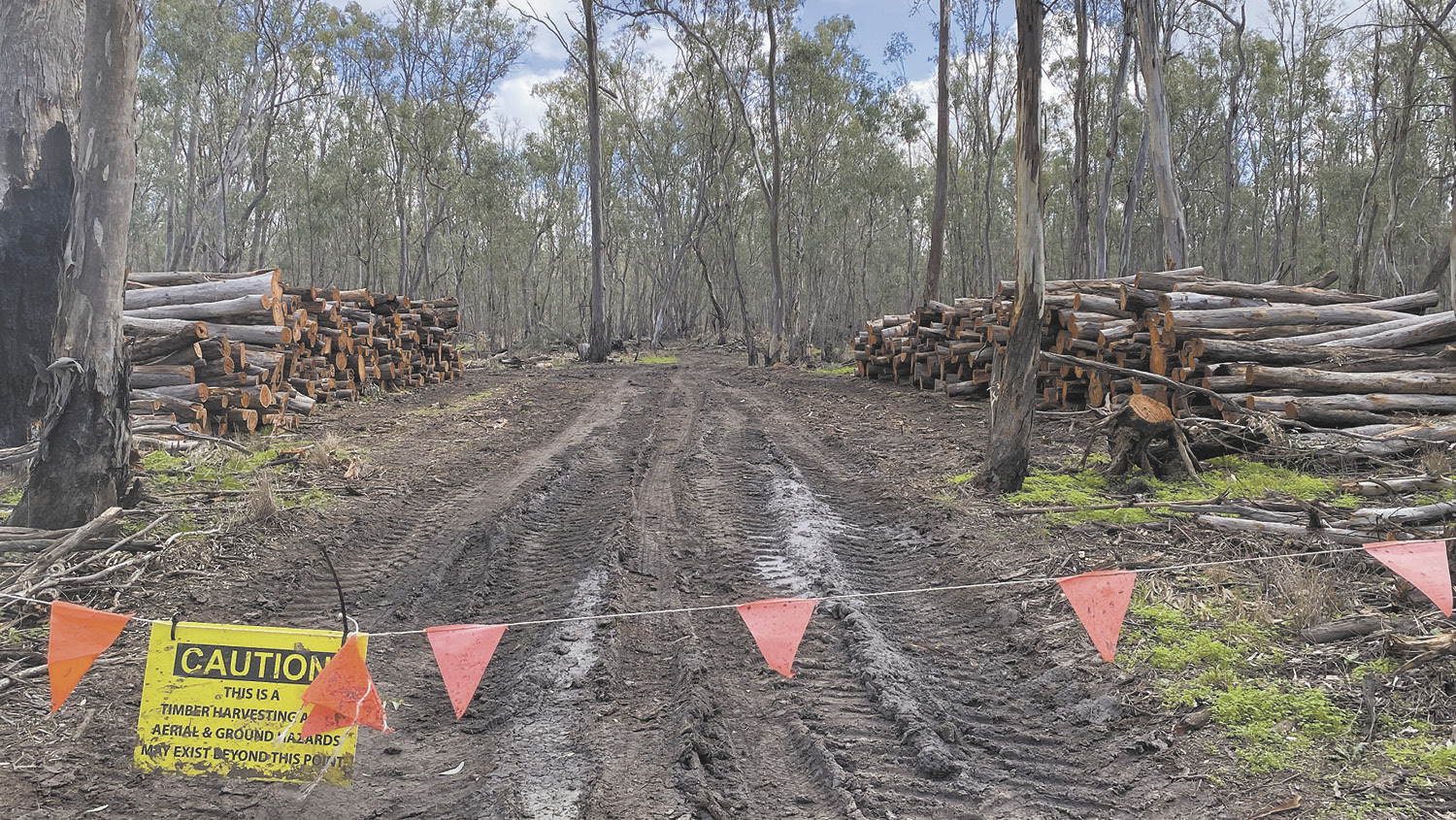 Logging in the Guttrum