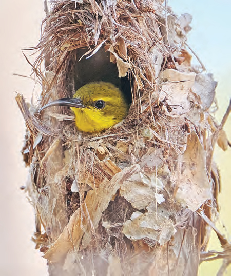 Bird watching