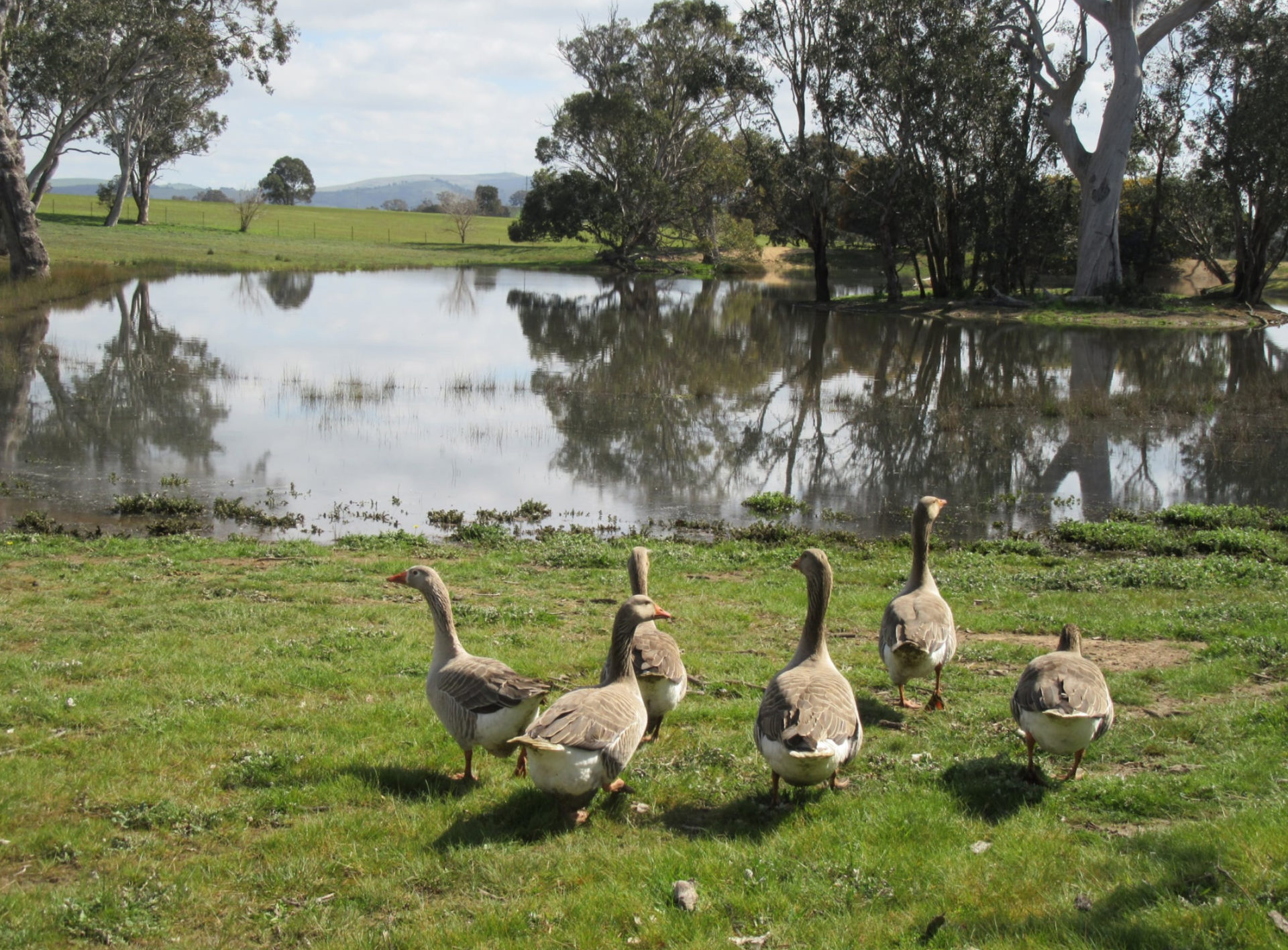 Euralie geese