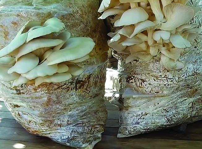 Mushroom grow bags