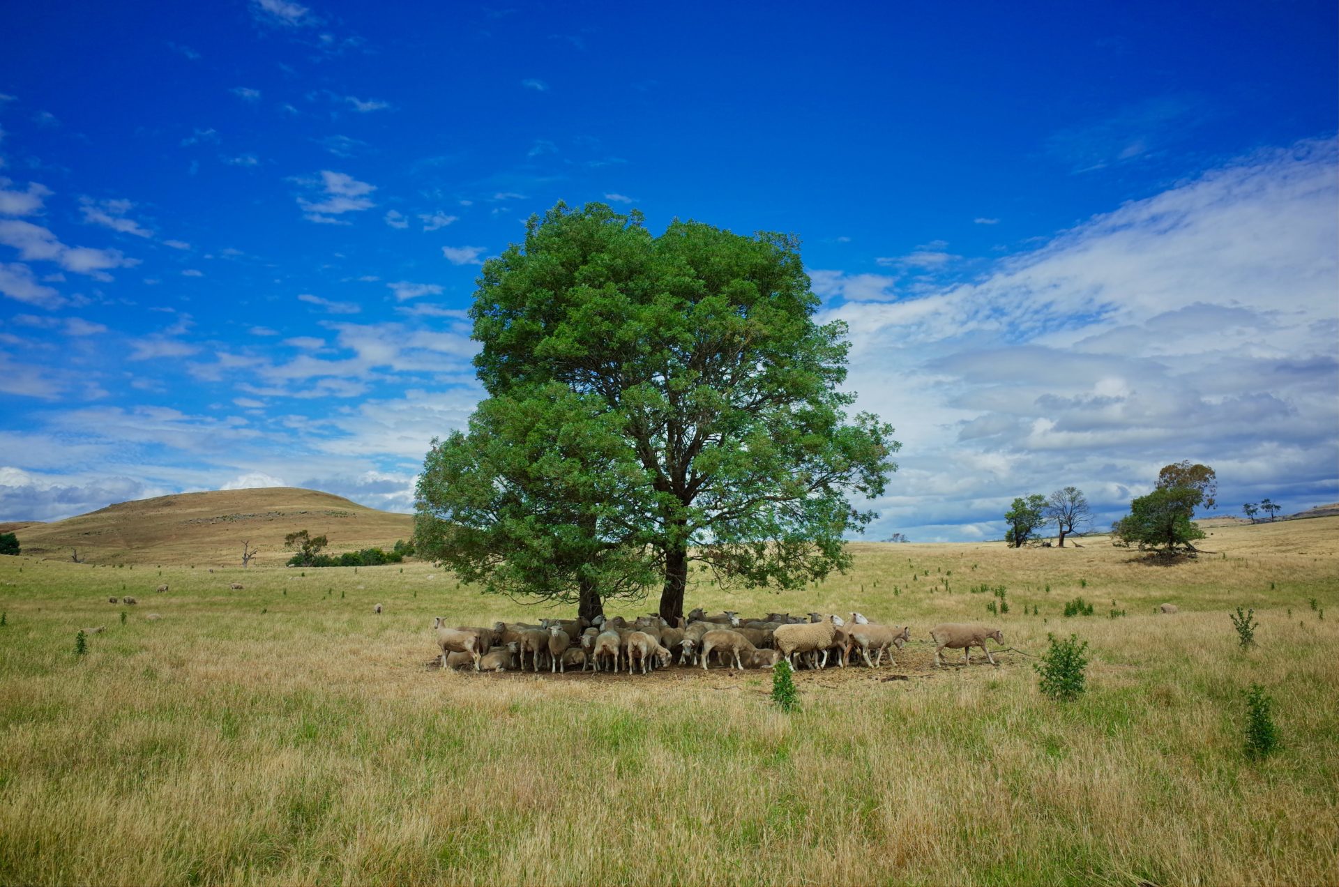 Farm in Tasmania