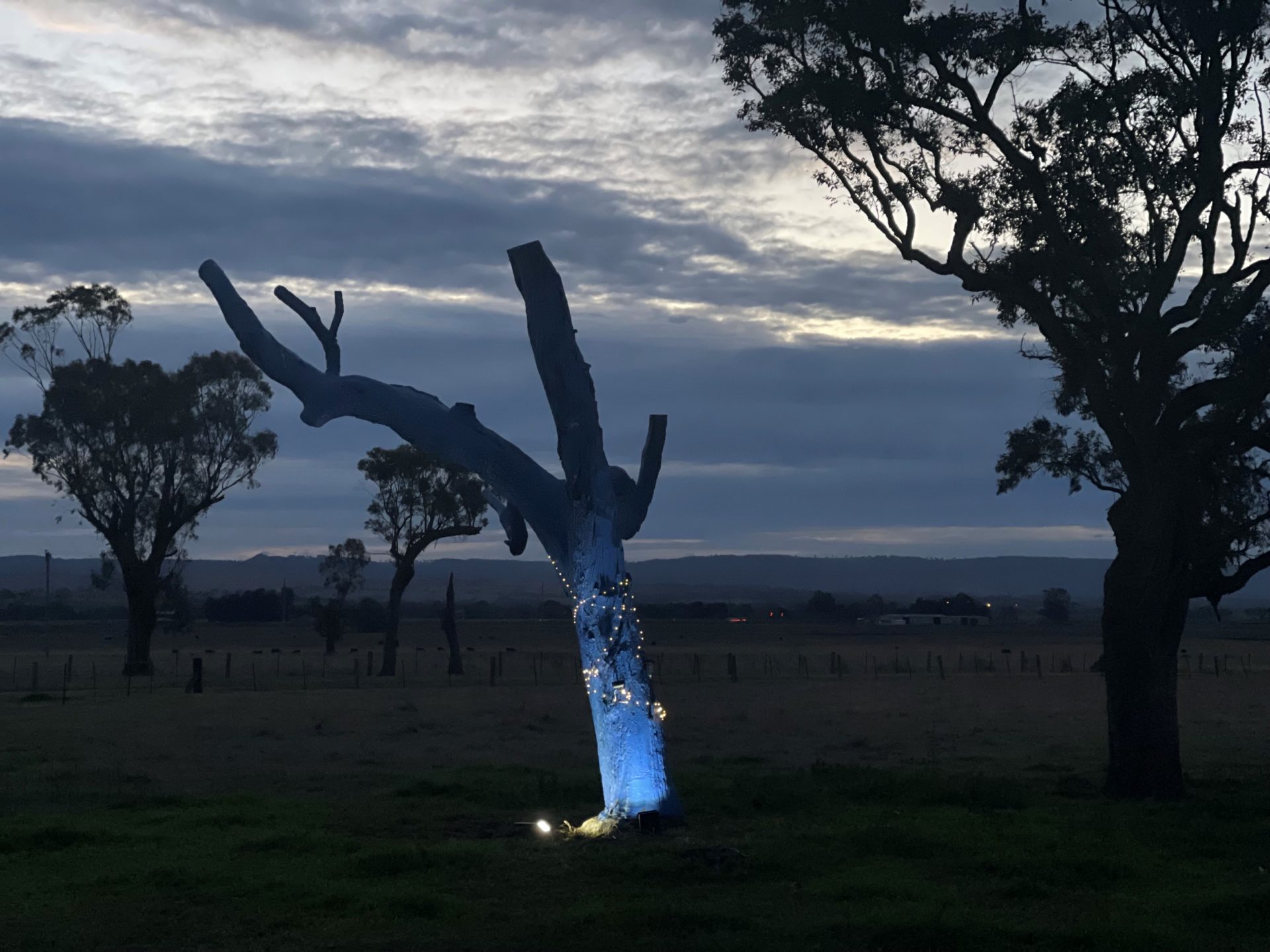 St Heliers Blue Tree