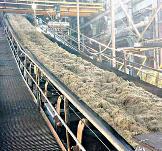 Cane on conveyor