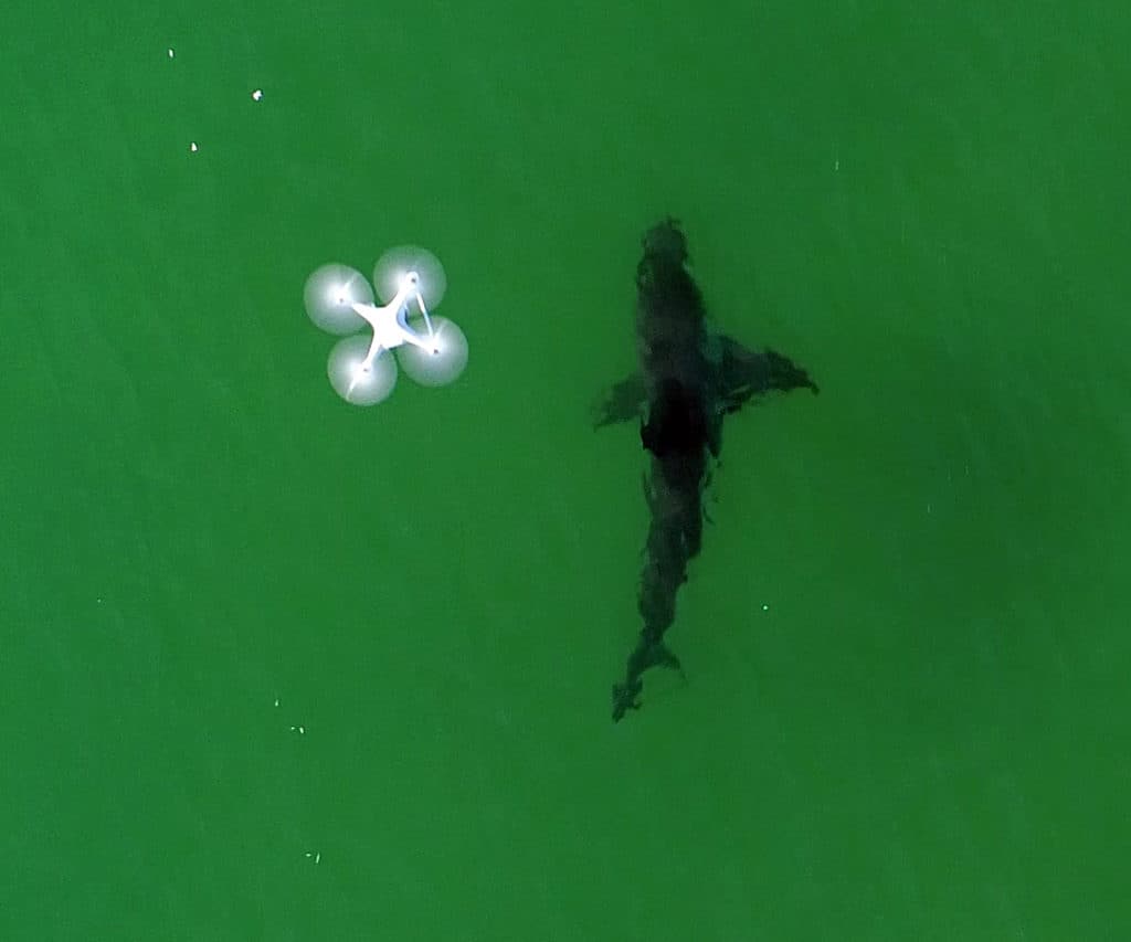 Drone tracking white shark