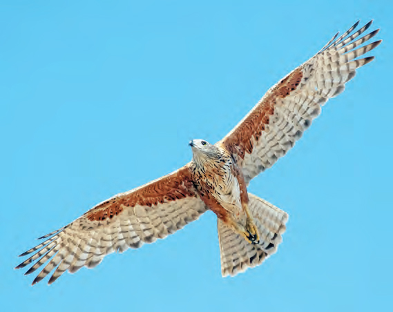 Red Goshawk