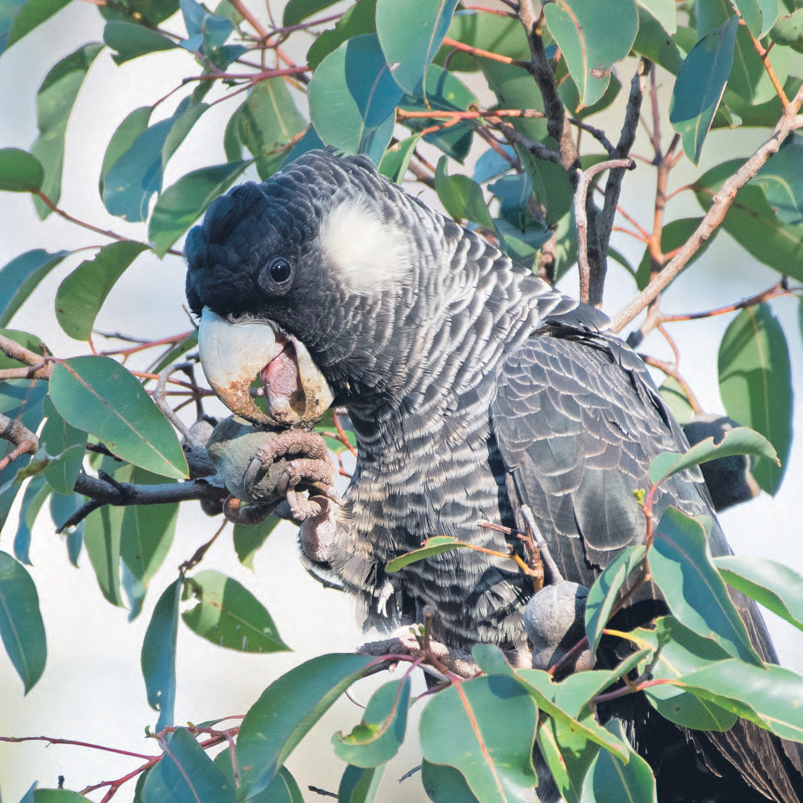 Black cockatoo