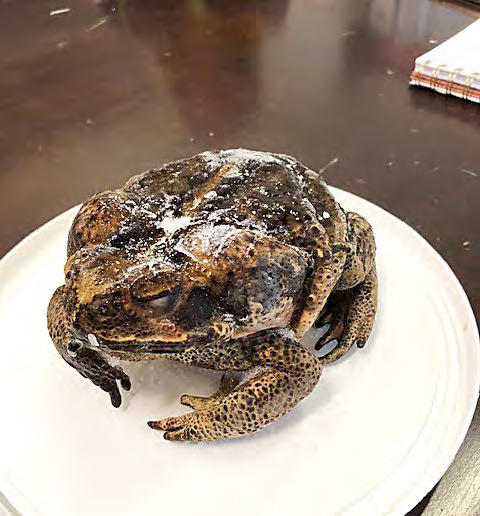 Cane toad