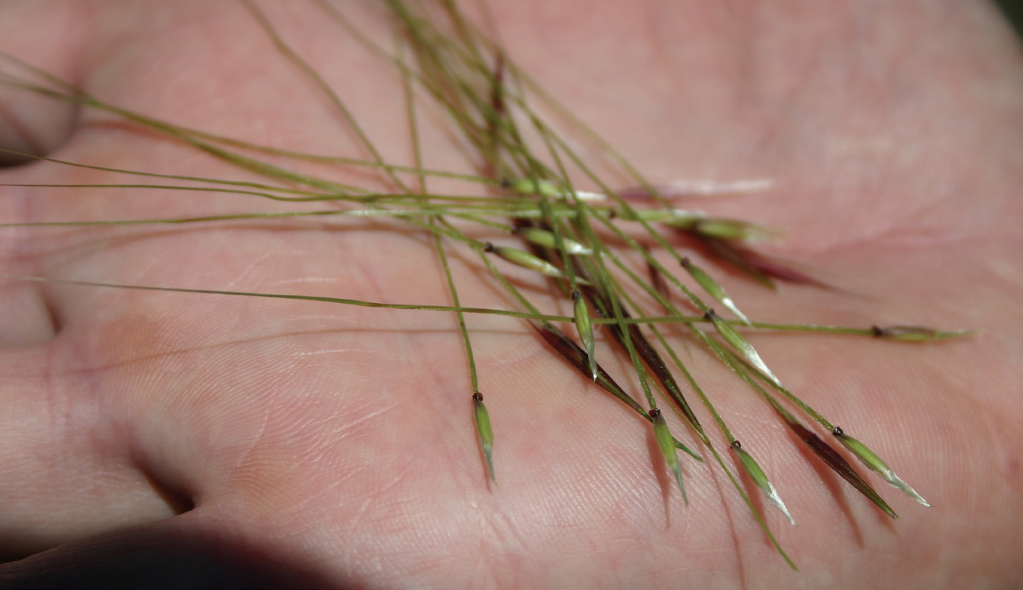 Chilean Needle Grass
