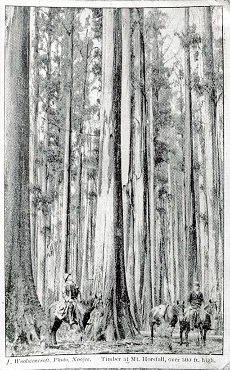Historic blackbutt stand