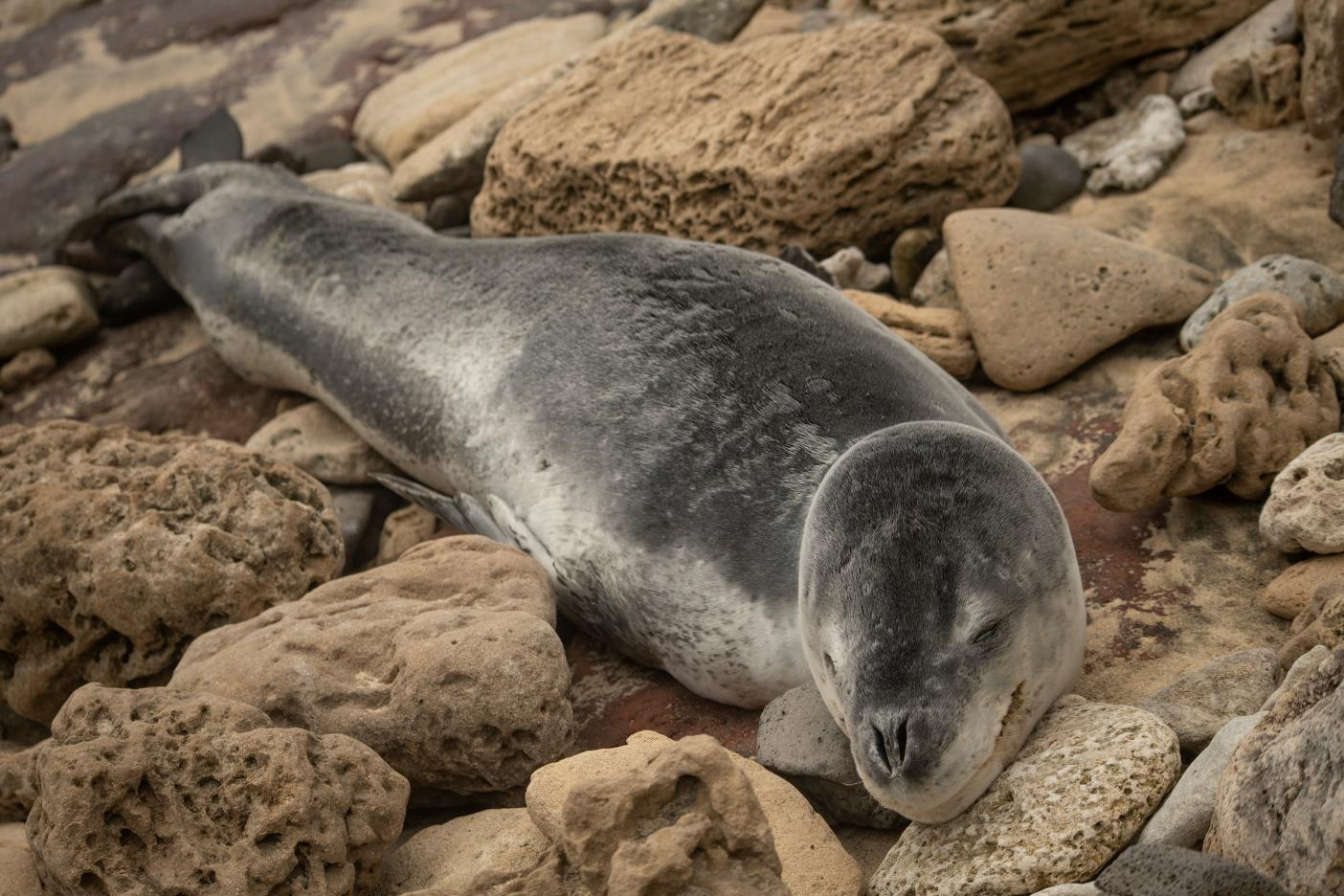 LHI leopard seal