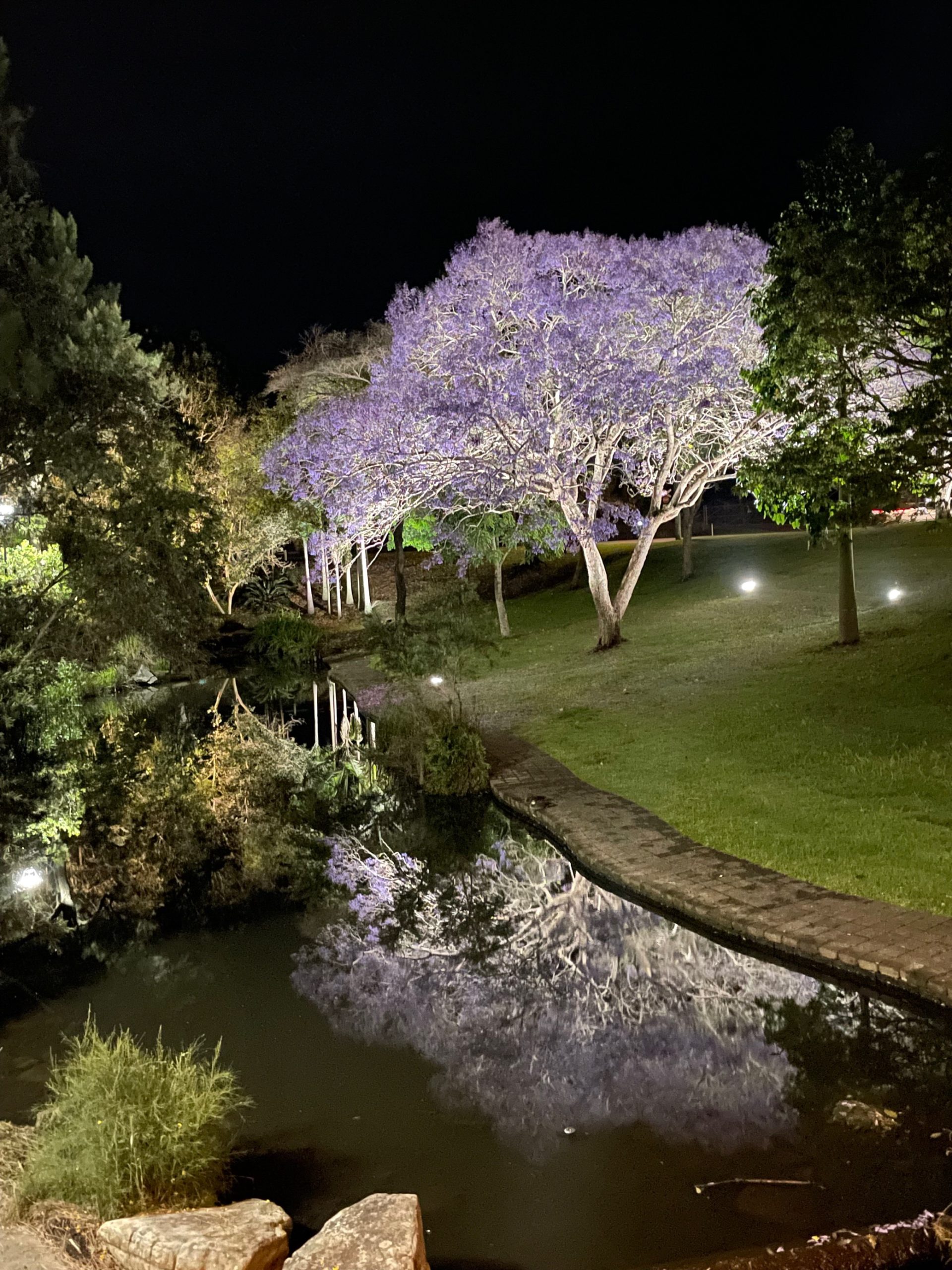 Illuminated jacaranda