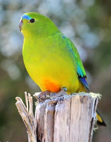 Orange-bellied parrot Photo: DPIPWE
