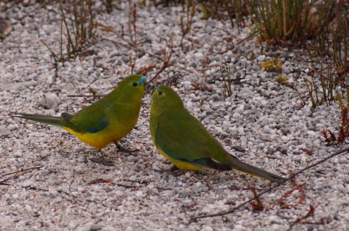 Orange-bellied parrots Photo: Col Rowe