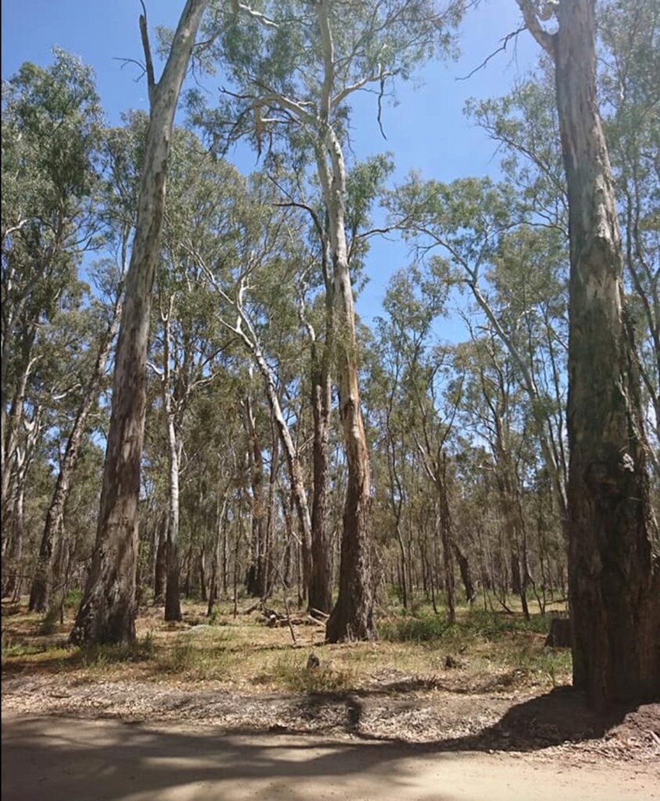 Murray Valley Nationap Park