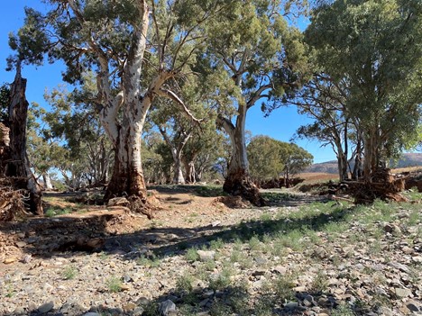 River red gums